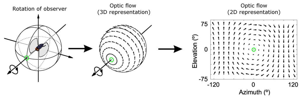 Diagram of the process of optical flow analysis