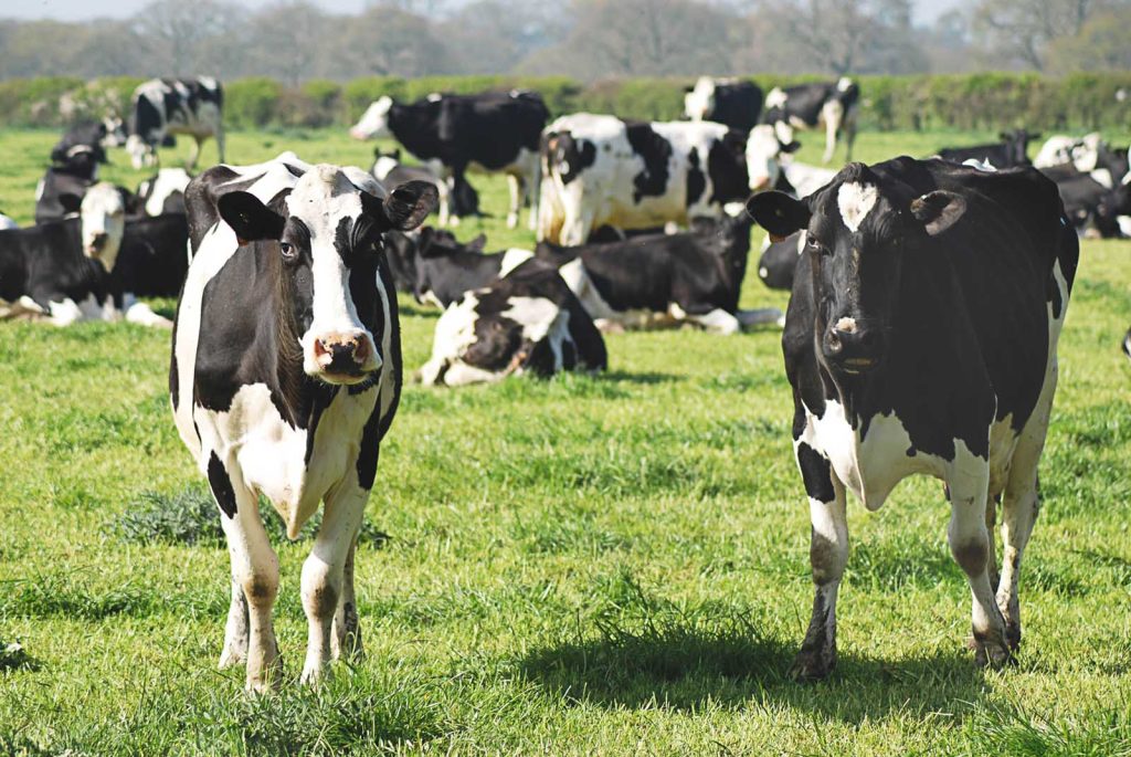 Cows looking dumbly at the viewer