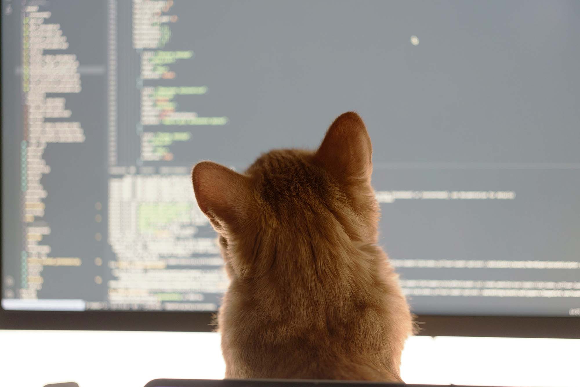 Cats love vibe coding.